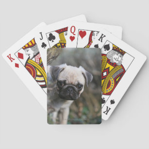 Fawn Pug Puppy Headshot Playing Cards