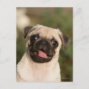 Fawn Pug Puppy Panting Postcard