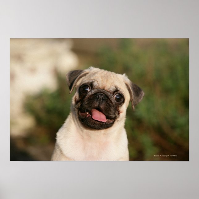Fawn Pug Puppy Panting Poster (Front)