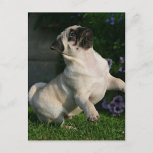 Fawn Pug Puppy Postcard