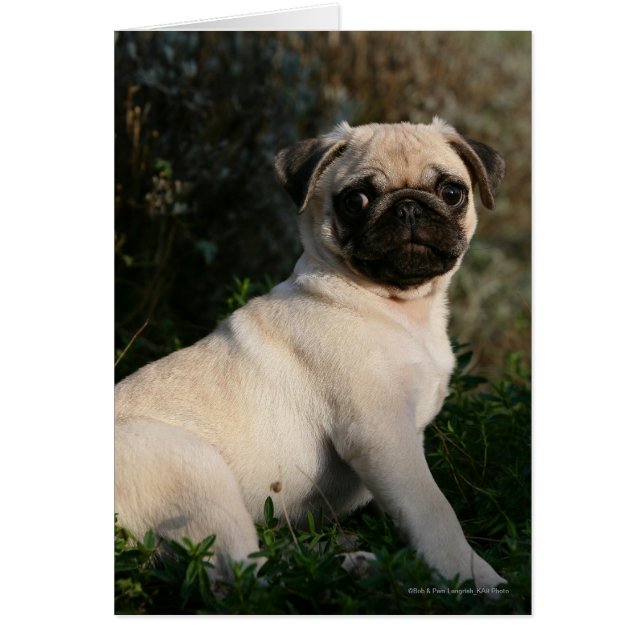 Fawn Pug Puppy Sitting (Front)