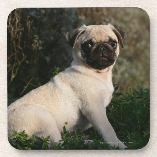 Fawn Pug Puppy Sitting Coaster (Front)