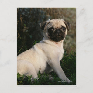 Fawn Pug Puppy Sitting Postcard