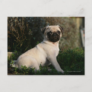 Fawn Pug Puppy Sitting Postcard