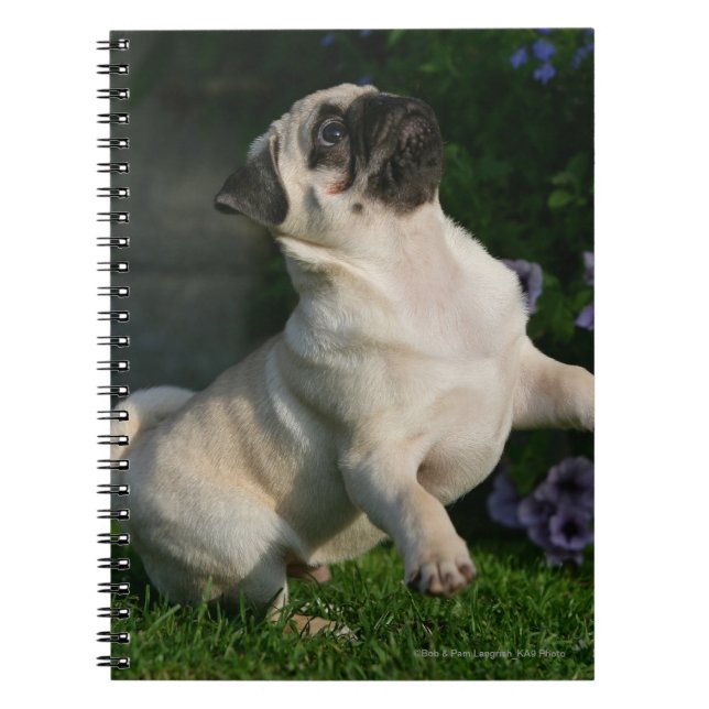 Fawn Pug Puppy Spiral Notebook (Front)