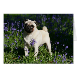 Fawn Pug Standing in the Bluebells