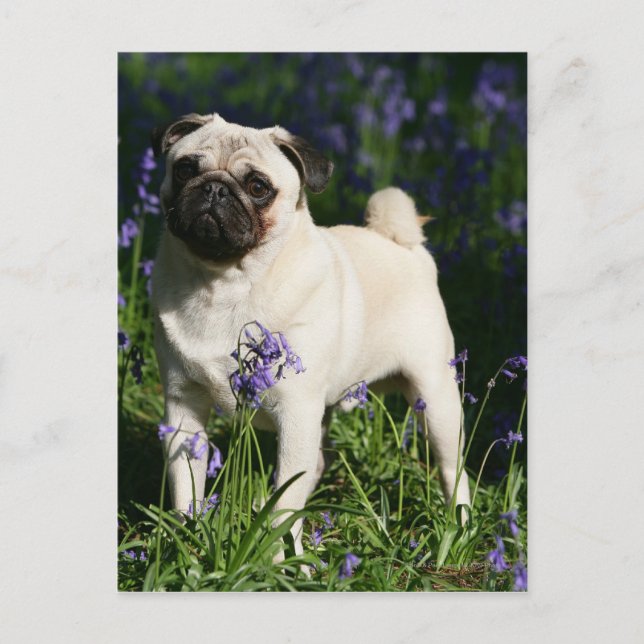 Fawn Pug Standing in the Bluebells Postcard (Front)