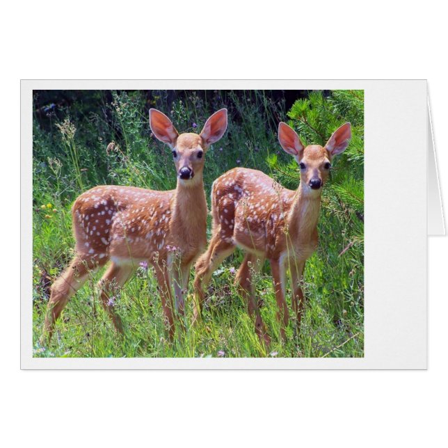 Fawn Twins in the Hawkweed (Front Horizontal)