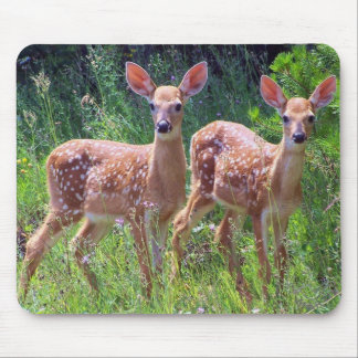 Fawn Twins in the Hawkweed Mousepad