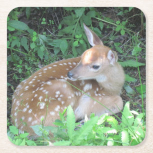 Fawn Waiting For His Mother Coaster