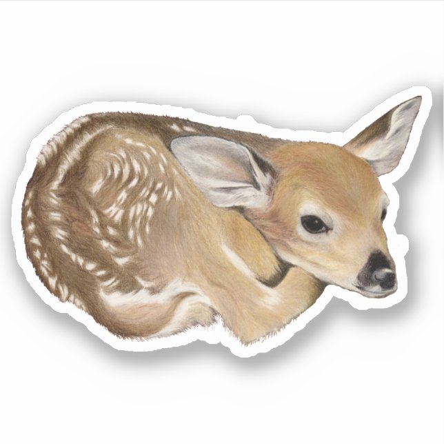 Fawn White Tail Deer (Front)