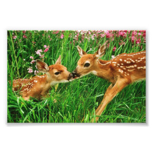 Fawns Photo Print