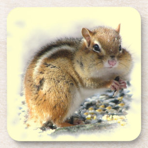 Feasting Chipmunk Coaster