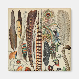 Feather Bird Wildlife Antique Feathers Magnet