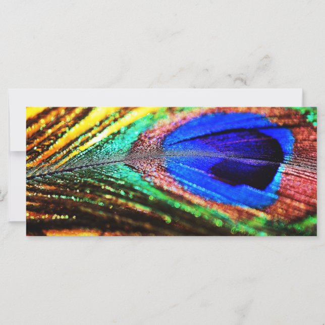 Feather by Shirley Taylor (Front)