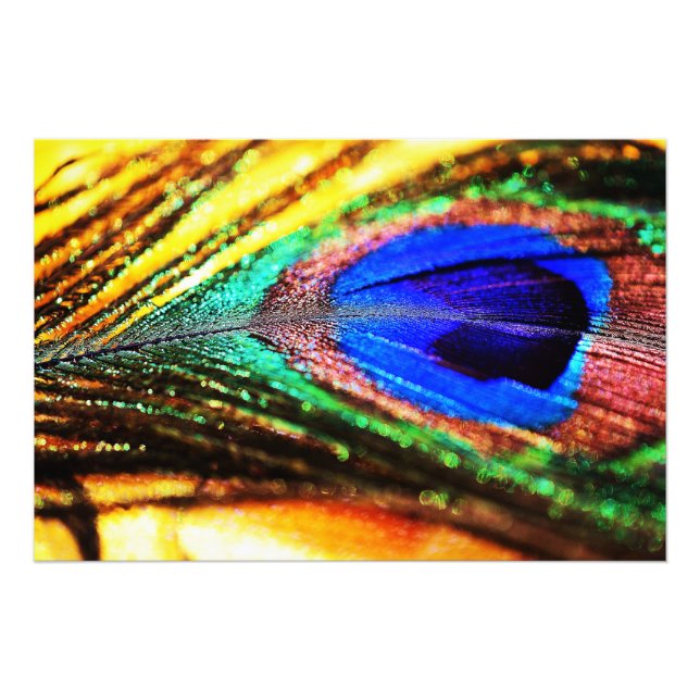 Feather by Shirley Taylor Photo Print (Front)