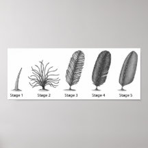 Feather Evolution Print