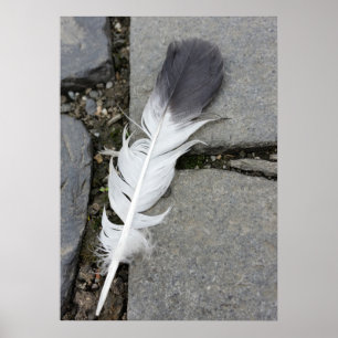 feather on pavement poster