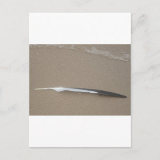 Feather Postcard