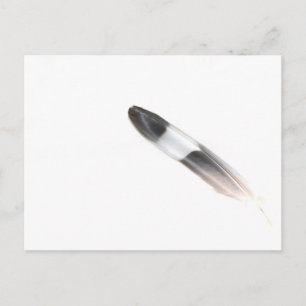 Feather Postcard