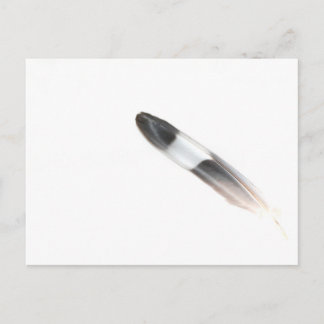 Feather Postcard