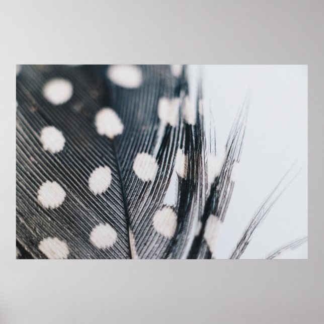 Feather Poster (Front)