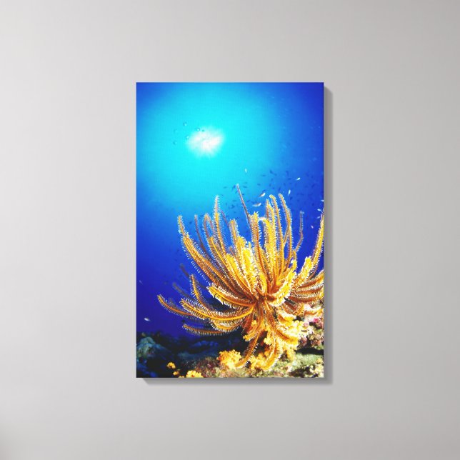 Feather star canvas print (Front)