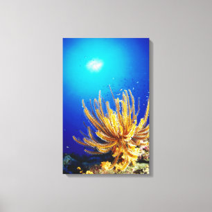 Feather star canvas print