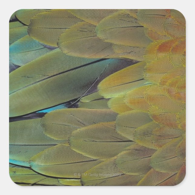 Feather surface square sticker (Front)