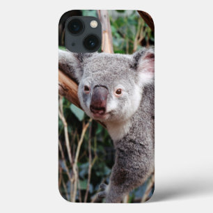 Featherdale Wildlife Park, Koala Bears iPhone 13 Case