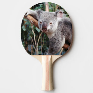Featherdale Wildlife Park, Koala Bears Ping Pong Paddle
