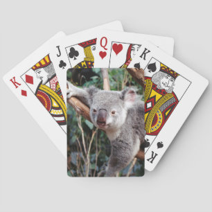 Featherdale Wildlife Park, Koala Bears Playing Cards