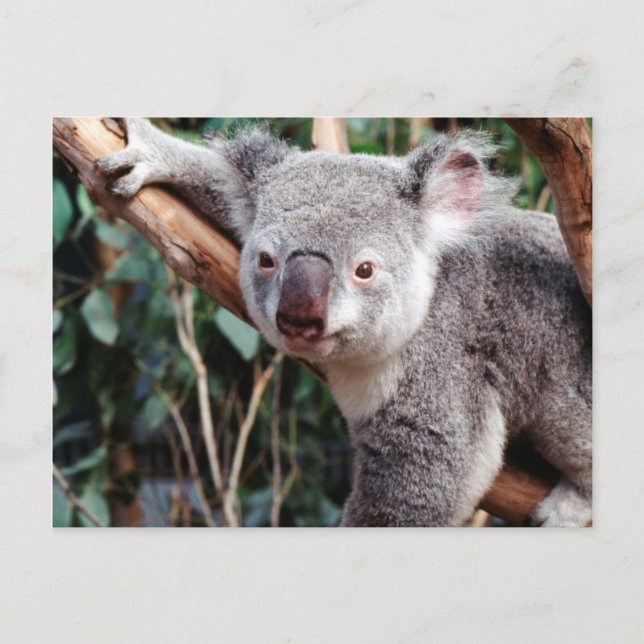 Featherdale Wildlife Park, Koala Bears Postcard (Front)