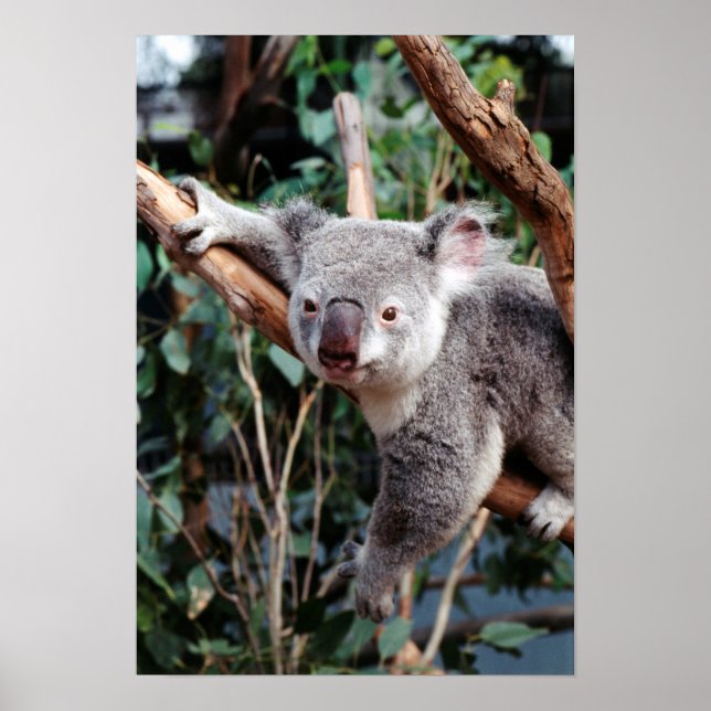Featherdale Wildlife Park, Koala Bears Poster (Front)