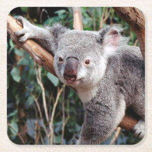 Featherdale Wildlife Park, Koala Bears Square Paper Coaster