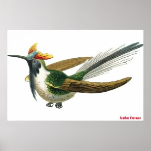 Feathered Bird Poster