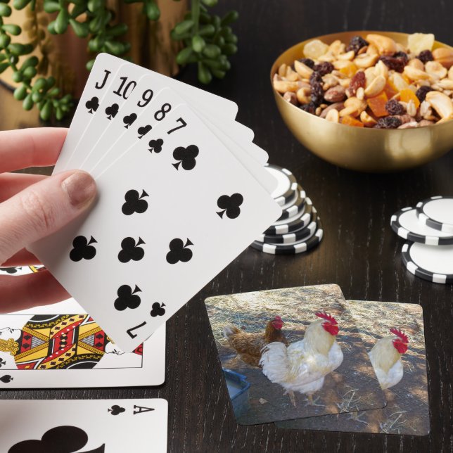 Feathered Companions: White Rooster and His Hen Playing Cards (In Situ)