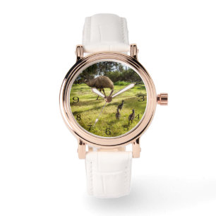 Feathers and Footsteps: A Father Emu With Chicks Watch