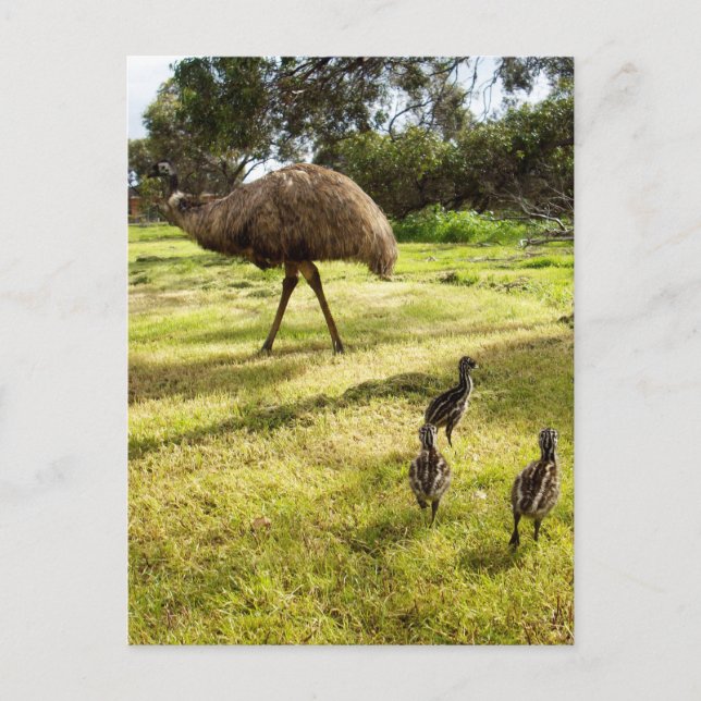 "Feathers and Footsteps: Father Emu With Chicks Postcard (Front)