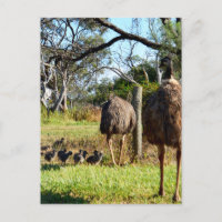 "Feathers of Pride: Emu Parents with Their Chicks"