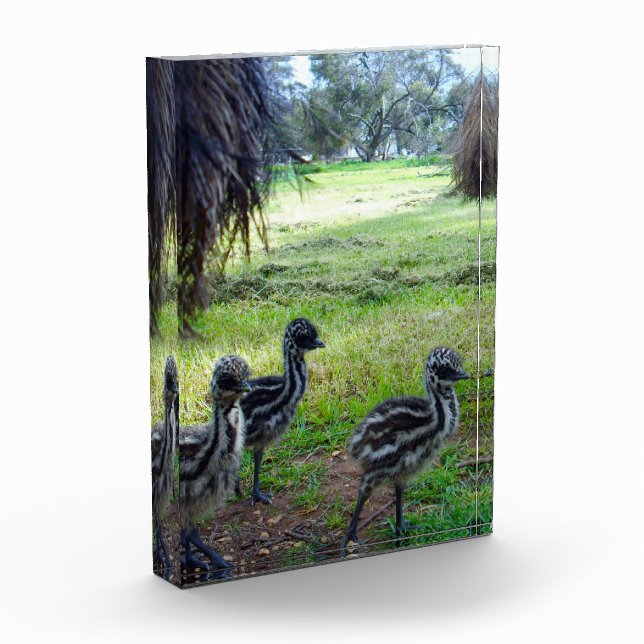 "Feathers of the Future: Three Baby Emu Chicks" Photo Block (Left)