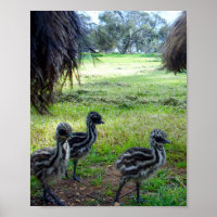 "Feathers of the Future: Three Baby Emu Chicks"