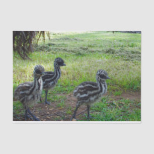 "Feathers of the Future: Three Baby Emu Chicks" Tissue Paper