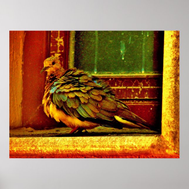 Feathery Dove Poster (Front)
