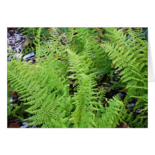 "Feathery Ferns"
