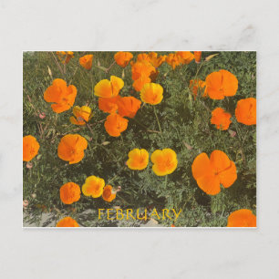 FEBRUARY POSTCARD