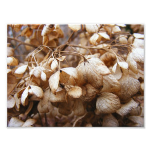 February's Hydrangeas Photo Print