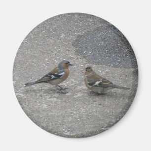 Feed Me Chaffinch Magnet