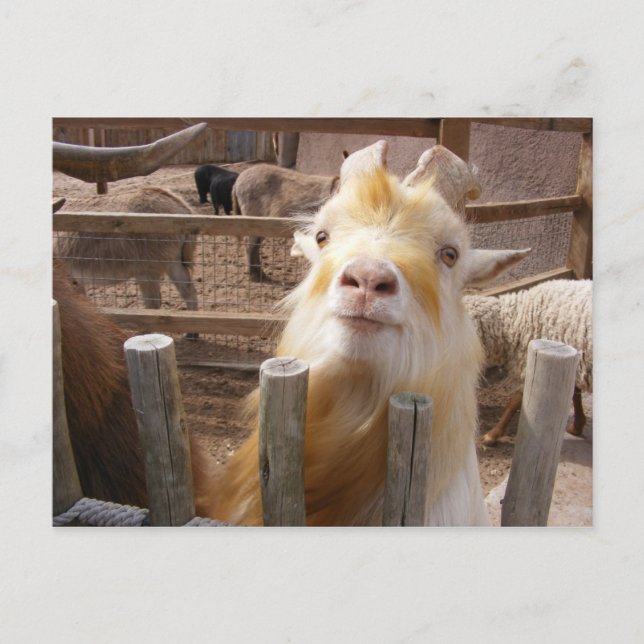 Feed Me! Goats Postcard (Front)