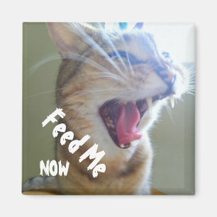 Feed me Now Magnet